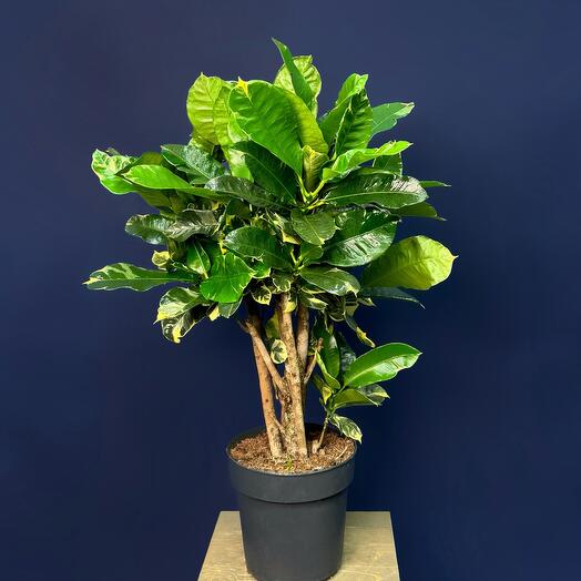 Фикус лировидный