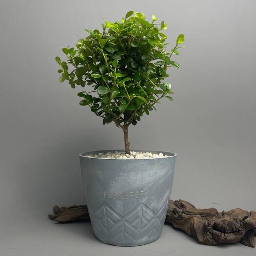 Мирсина Африканская - дерево бонсай в светло-сером кашпо