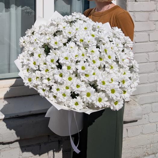 19 ромашковых хризантем