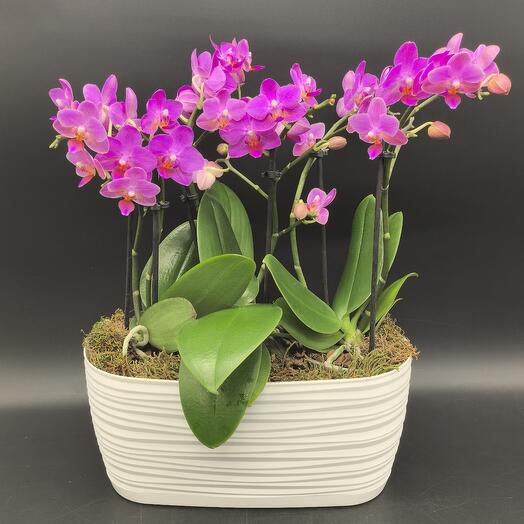Орхидеи Фаленопсис фиолетовые в овальном кашпо