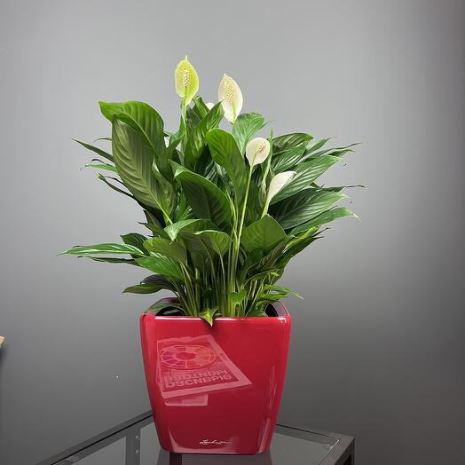 Спатифиллум женское счастье в кашпо Lechuza Quadro LS21