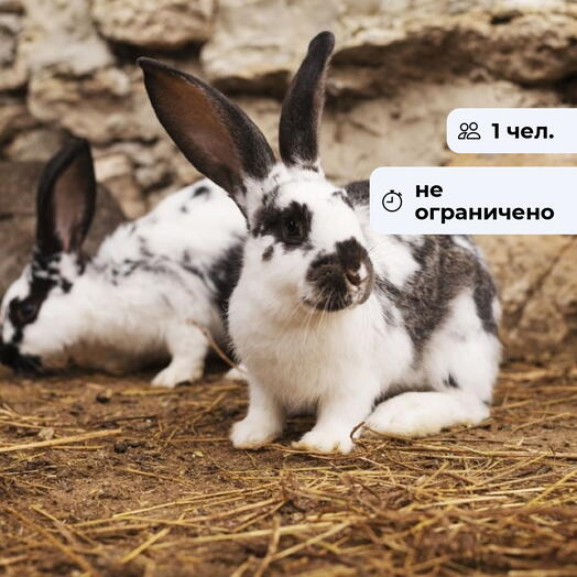 Лесная сказка. Посещение зоопарка в Токсово