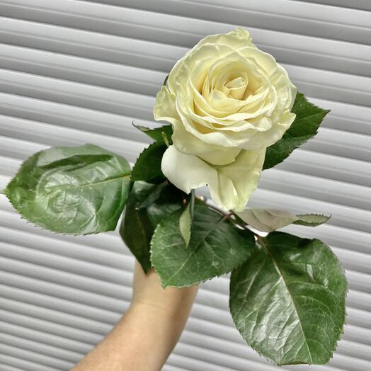 ‼️Акция‼️Роза белая 60 см‼️‼️