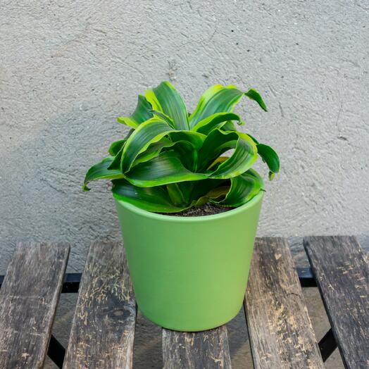 Curly Dracena in a green pot
