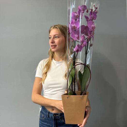 Орхидея 2 ств с изысканными фиолетово-розовыми цветами