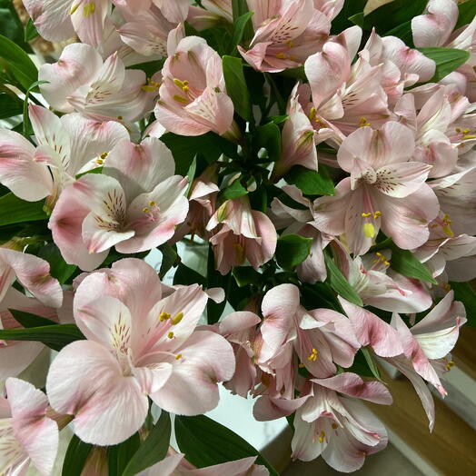 Buquê de alstroemérias