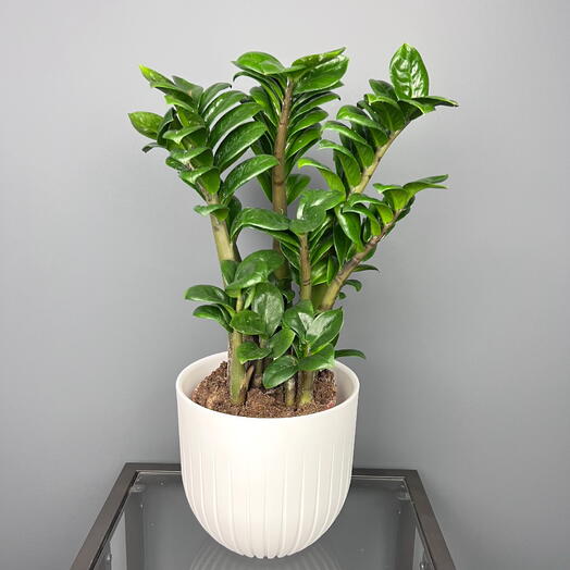 Замиокулькас зензи в белом горшке, высота 45см