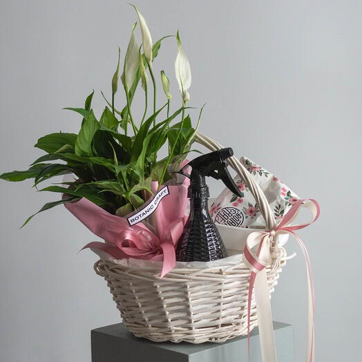 Подарочная корзина Спатифиллум