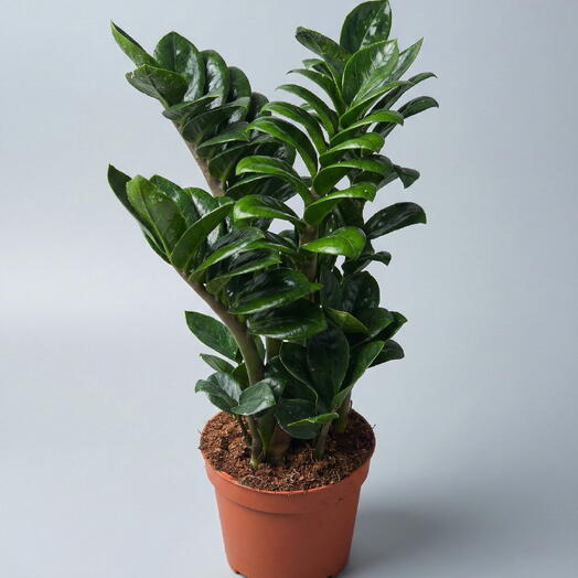 Замиокулькас Зензи