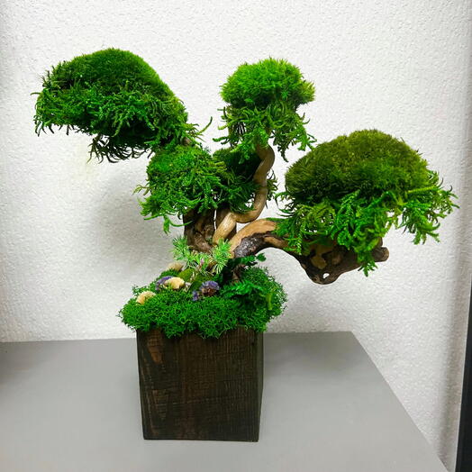 Дерево бонсай из стабилизированного мха и растений