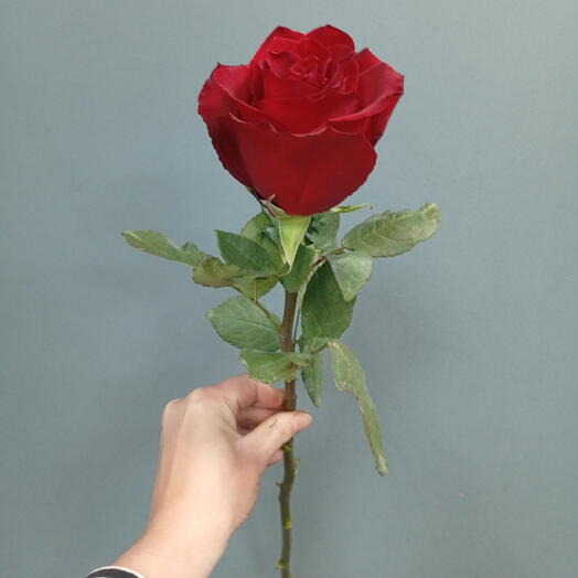 Роза"♥️♥️♥️