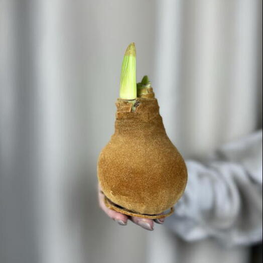 Луковица амариллиса в золотом бархате с гирляндой в подарочном пакете