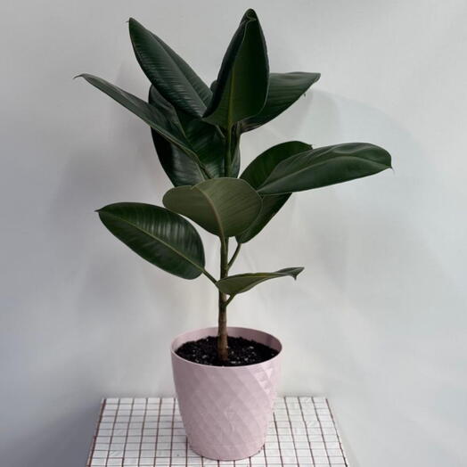 Фикус пересаженный в бежевое кашпо