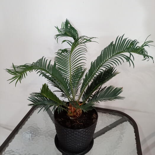 Комнатные растения Цикас