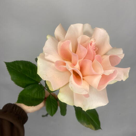 Розовая французская роза🌸