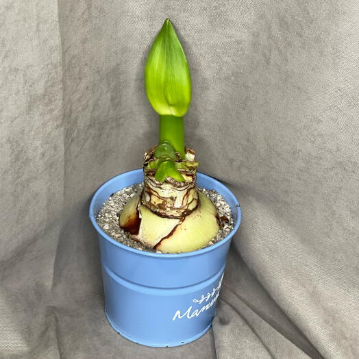 Амариллис луковичный в кашпо🌿