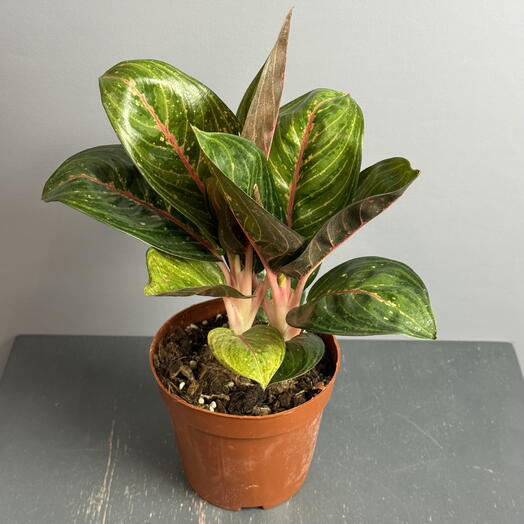 Аглаонема -зелёные листья с красными прожилками 💚️