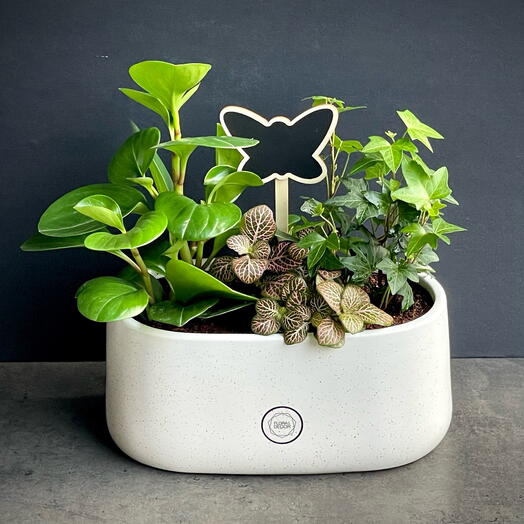 Plant composition 🌿