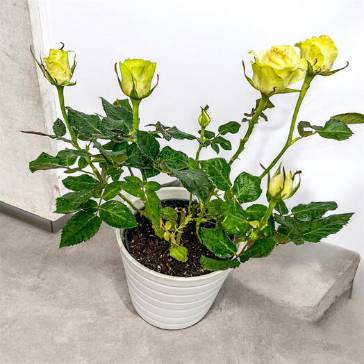 Роза белая в горшке