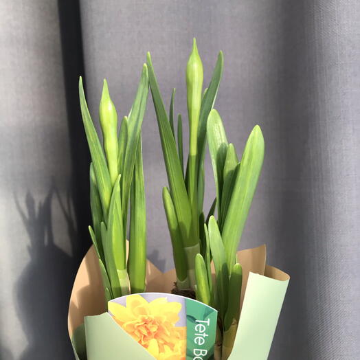 Нарцисс в горшке