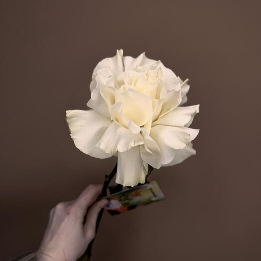 Белая ажурная роза