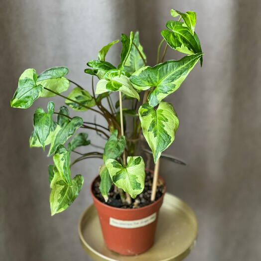 💚Сингониум (Syngonium) Комнатное растение в горшке цветы (1)