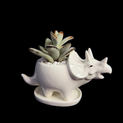 Суккулент в кашпо Каланхое Трицератопс