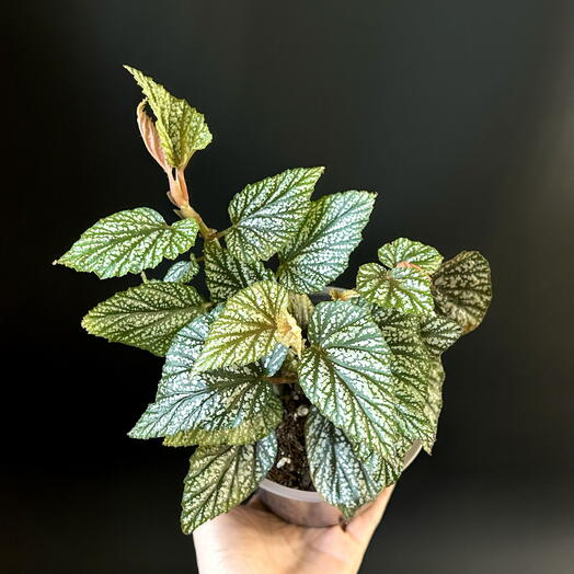 Бегония серебристо-крапчатая