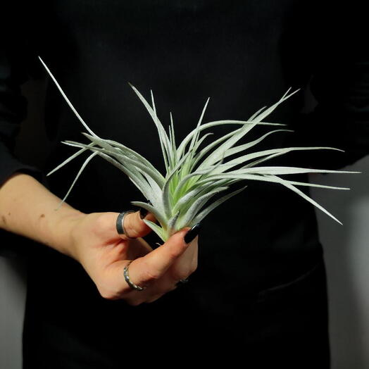 Тилландсия Сильвер (Tillandsia Silver)