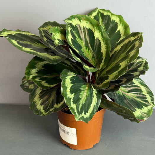 Комнатное растение- калатея Медальон ☘️