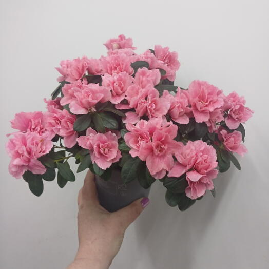 Азалия кустовая шикарная розовая