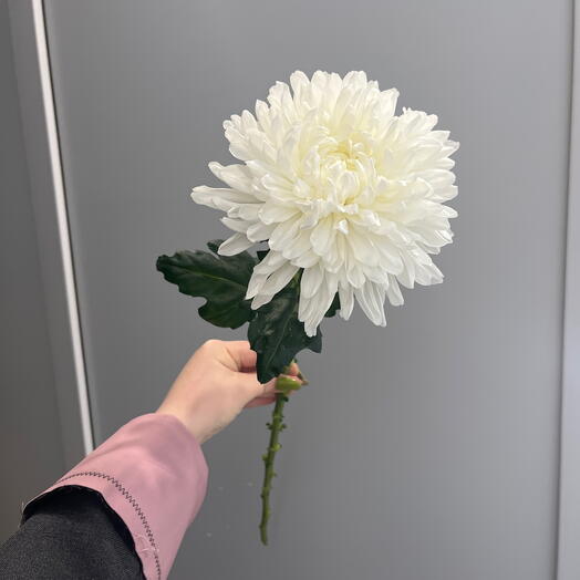 Хризантема айсберг