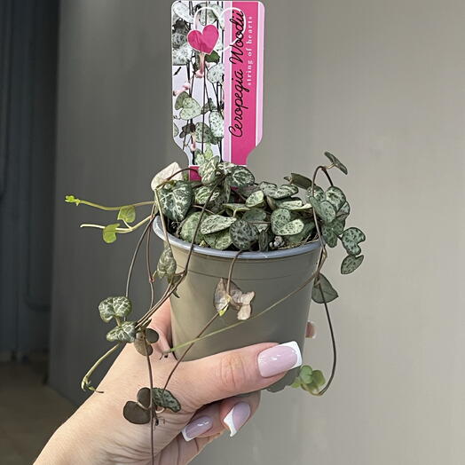 CEROPEGIA WOODU Церопегия Вуду нить сердец