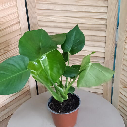 Монстера деликатесная (Monstera deliciosa)