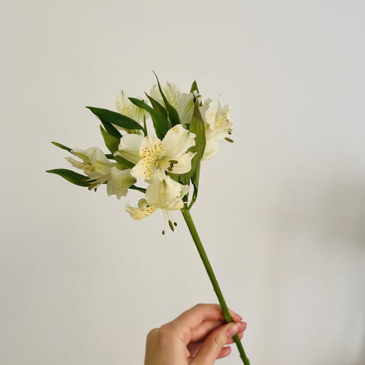 Альстромерия белая