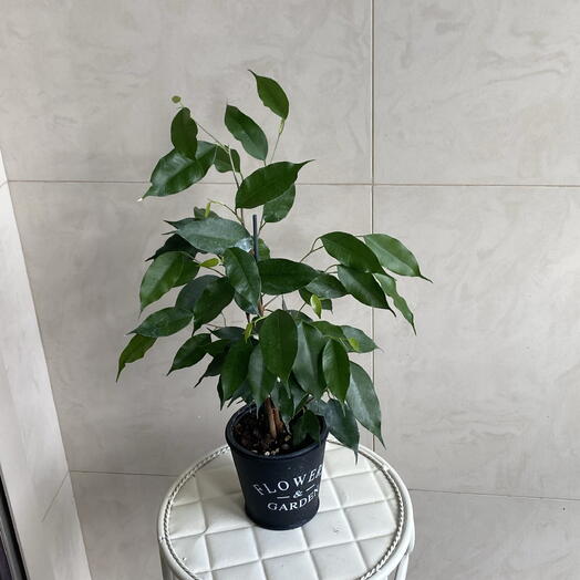 Фикус 40 см