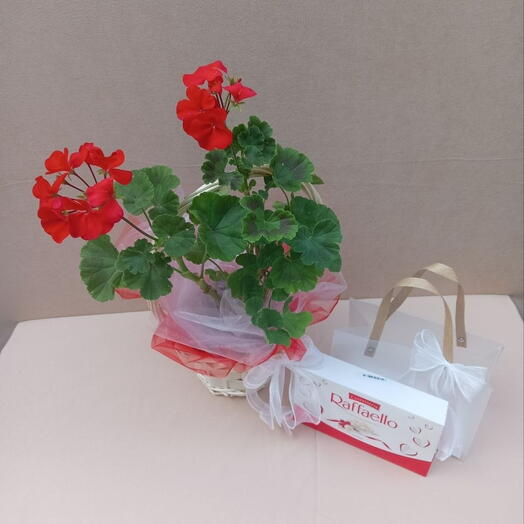 Gift set Пеларгония ( герань ) и Рафаэлло