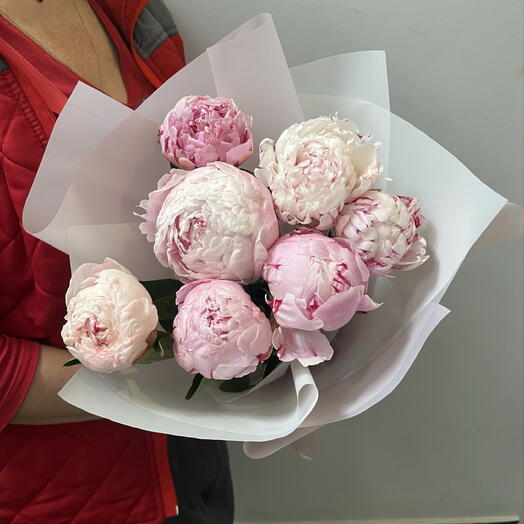 Букет из 7 пионов Сара Бернар 💖 в цветную упаковку