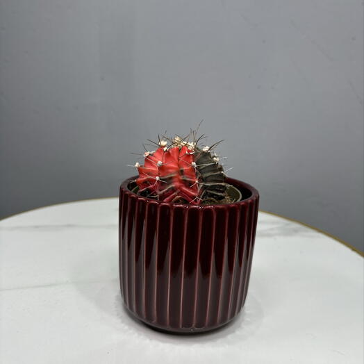Кактус в красной карамели