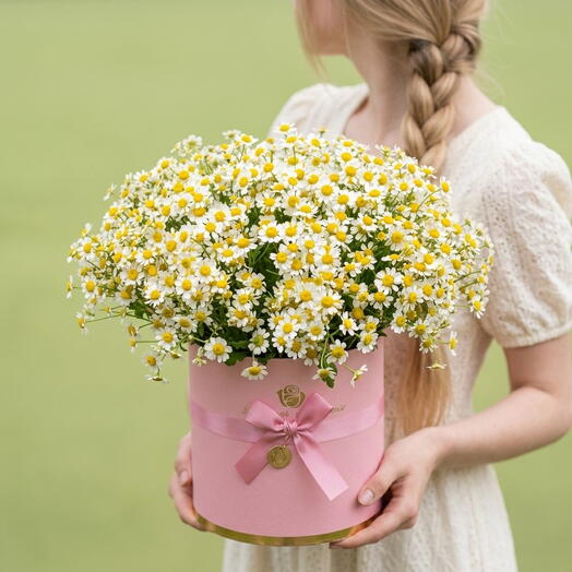Daisies