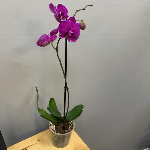 Орхидея Фаленопсис (Phalaenopsis) — Малиновый акцент