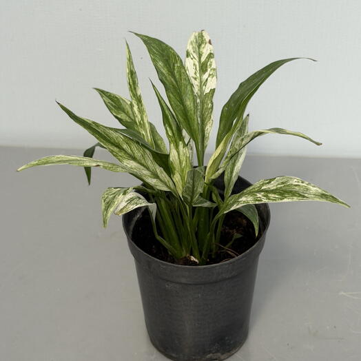 Спатифиллум (SPATHIPHYLLUM) HЬЮ
BAH (11/30)