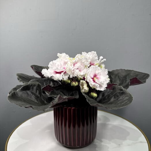 Фиалка сортовая «Ксения» в кашпо керамика бордо