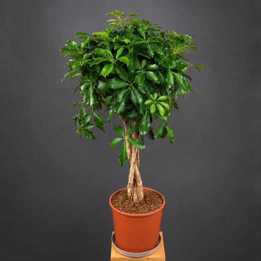 Шеффлера tree form