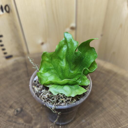 Платицериум Карлик вьющийся Platycerium Wandae Dwarf Curling