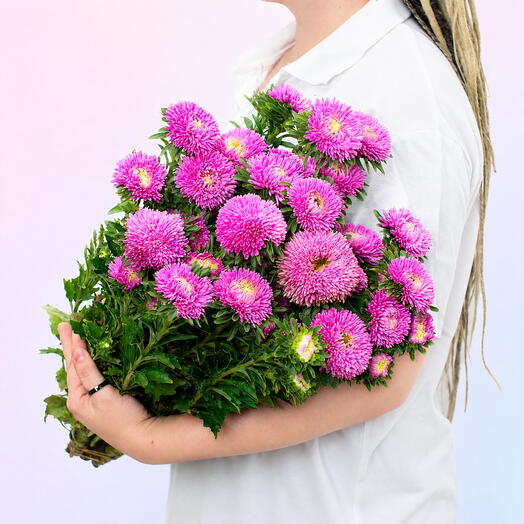 Кустовая астра ярко-розовая пачка (5 шт.)