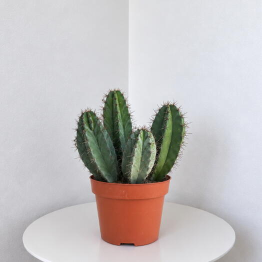 Polaskia chichipe – Sculptural Desert Cactus