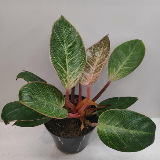 Филодендрон Пинк Бикини / Пинк Биркин (Philodendron pink bikini, pink Birkin)
