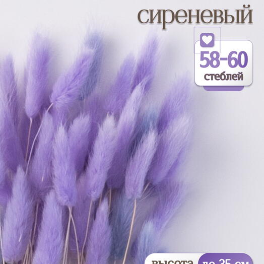 Лагурус сиреневый 60 шт. Высший сорт. Высота 25-35 см М237