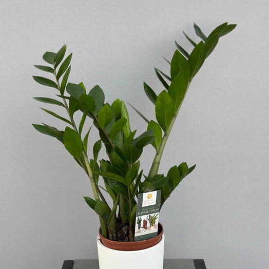 ЗАМИОКУЛЬКАС (ZAMIOCULCAS) «Долларовое дерево»